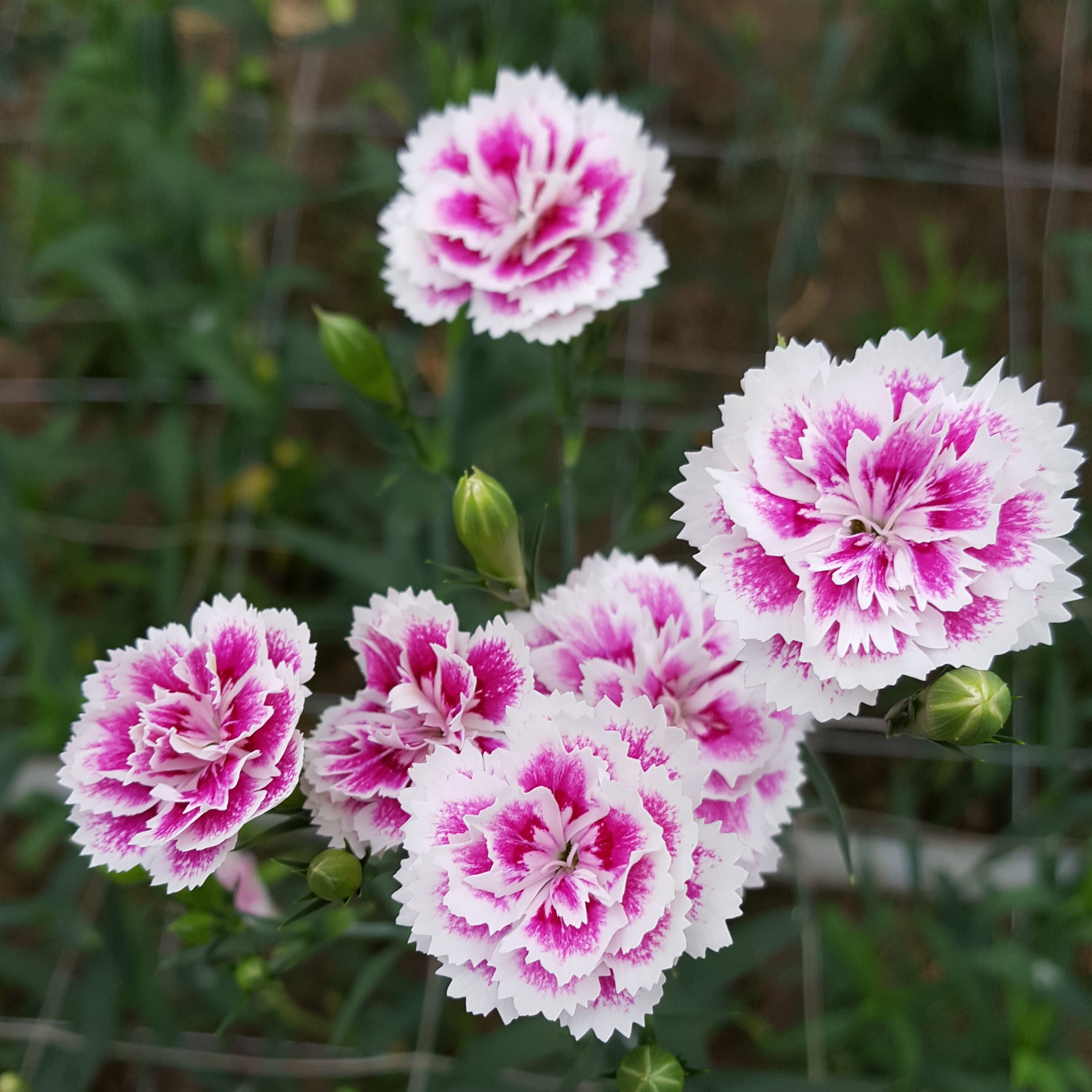 Mininelken rosa-weiß - Gartenbau Harald Wulff